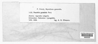 Puccinia graminis image